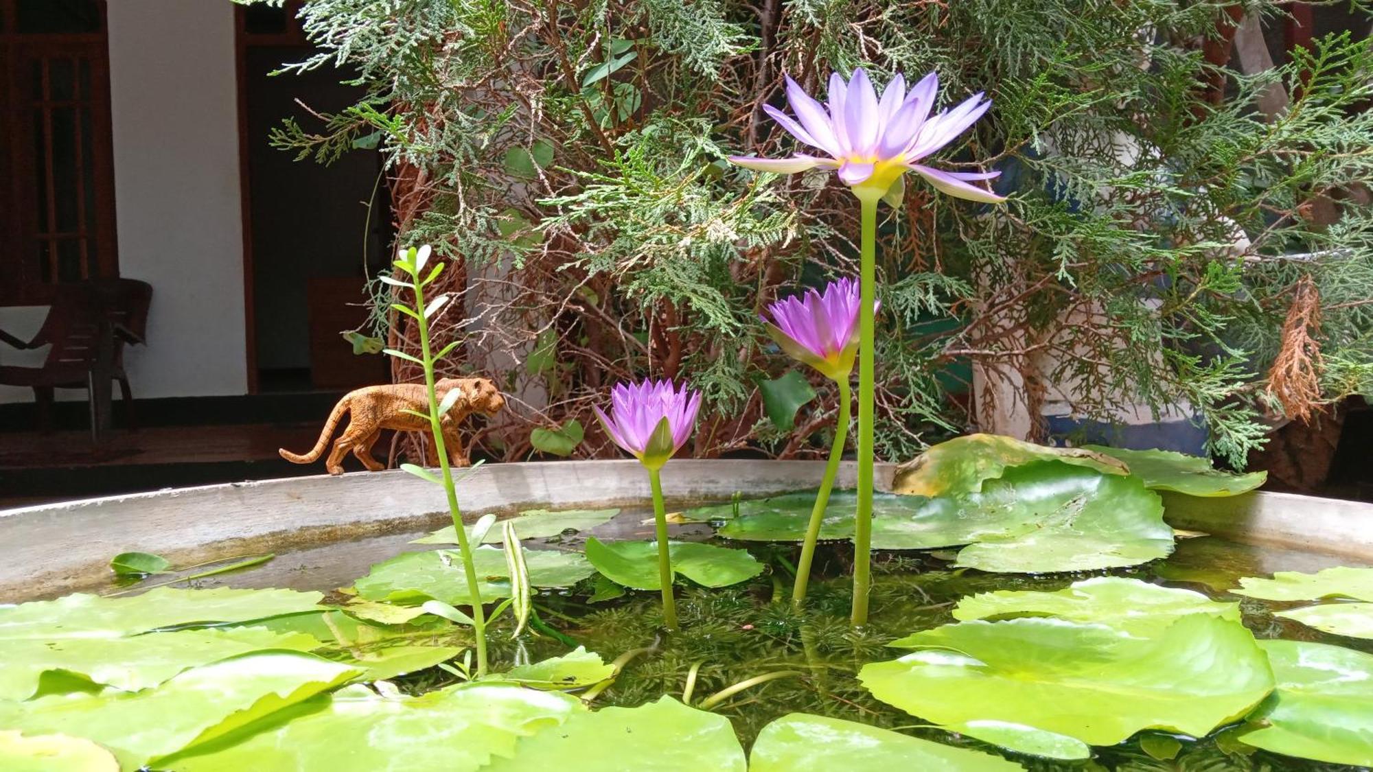 The King'S Garden Resort Dambulla Zewnętrze zdjęcie